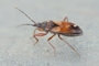 Eremocoris abietis