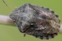 Eurygaster testudinaria