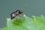 Monalocoris filicis