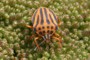 Graphosoma semipunctatum