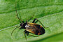 Adelphocoris seticornis