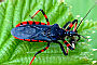 Rhynocoris annulatus