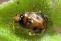 Deraeocoris lutescens