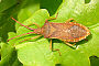 Gonocerus acuteangulatus