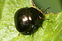 Coptosoma scutellatum