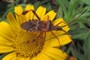 Leptoglossus occidentalis