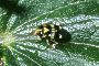 Liocoris tripustulatus