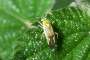 Lygocoris contaminatus