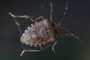 Halyomorpha halys