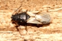 Metopoplax ditomoides