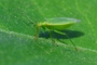 Lygocoris rugicollis