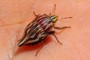Odontotarsus purpureolineatus
