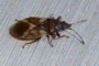 Oxycarenus modestus