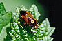 Deraeocoris ruber