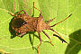 Coreus marginatus