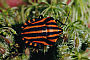 Graphosoma lineatum