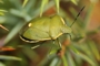 Chlorochroa juniperina