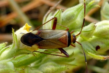 Adelphocoris vandalicus