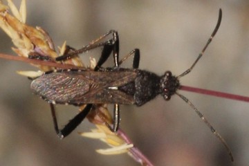 Alydus calcaratus