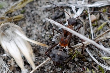 Alydus calcaratus