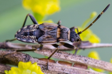 Beosus maritimus