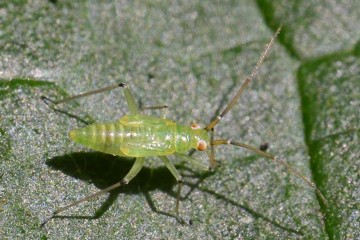 Blepharidopterus angulatus