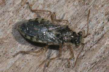 Brachycarenus tigrinus