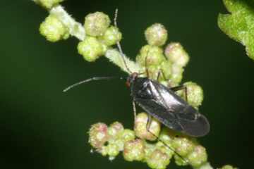 Braunschwarze Nesselweichwanze