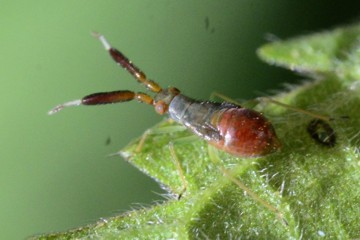 Breitfühler-Weichwanze