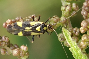 Calocoris sexguttatus