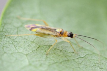 Campyloneura virgula