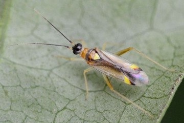 Campyloneura virgula