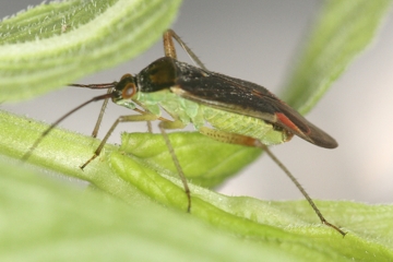 Closterotomus trivialis