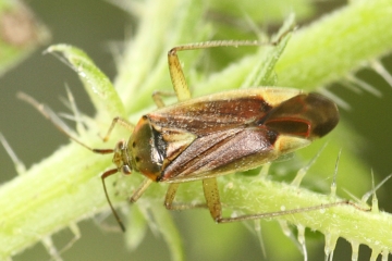 Closterotomus trivialis