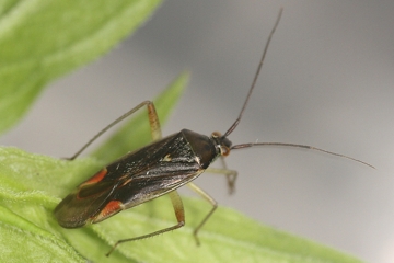 Closterotomus trivialis