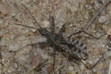 Coranus subapterus