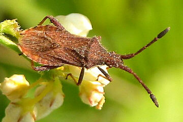 Coriomeris denticulatus