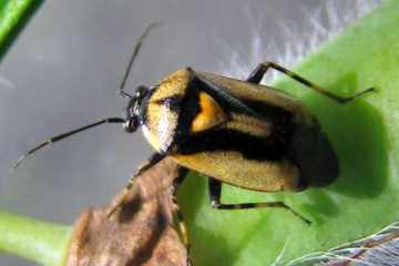 Deraeocoris cordiger