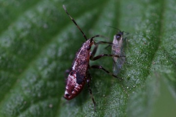 Deraeocoris flavilinea