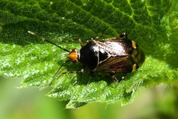 Deraeocoris flavilinea