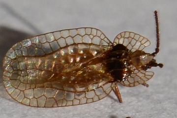 Derephysia foliacea