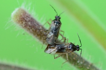 Dicyphus globulifer