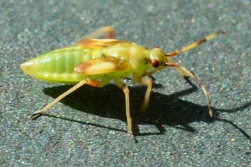 Dryophilocoris flavoquadrimaculatus