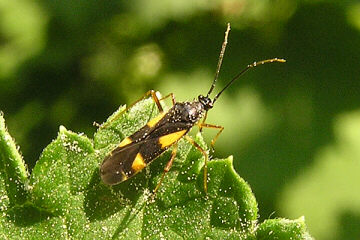 Dryophilocoris flavoquadrimaculatus