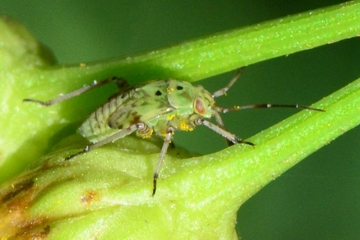 Gemeine Wiesenwanze