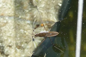 Gerris gibbifer