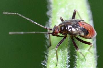 Grypocoris sexguttatus