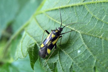 Grypocoris sexguttatus