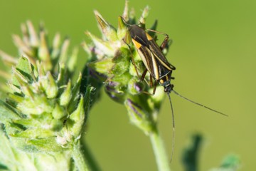 Hadrodemus m-flavum