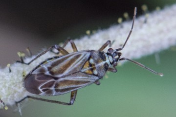 Hoplomachus thunbergii